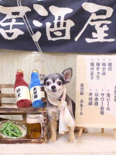 20240615チョコちゃん